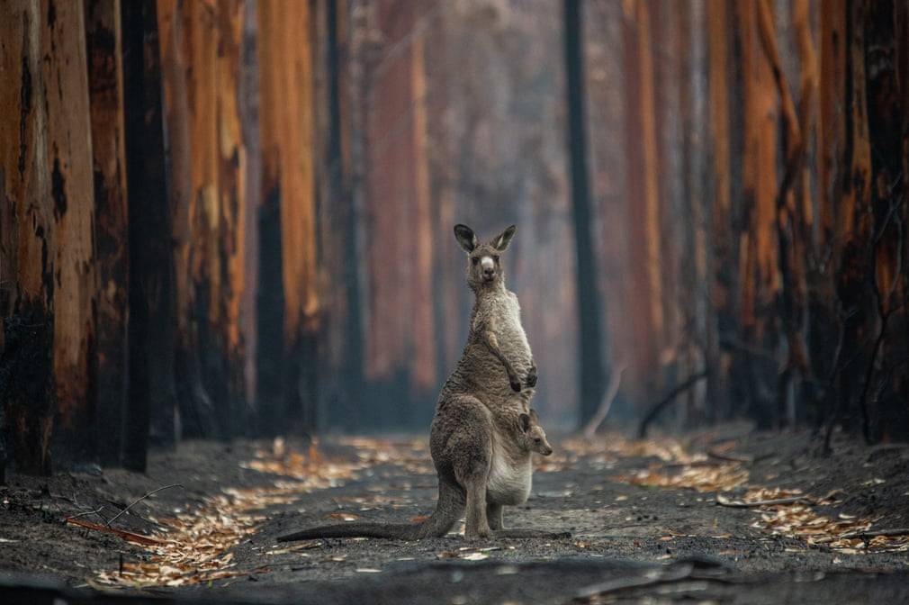 Civil Resistance in The Australian Climate Movement